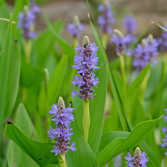 Pickerel Weed | Pontederia cordata Pond Plants