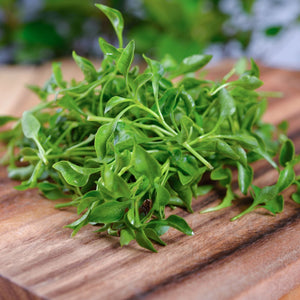 Watercress | Rorippa nasturtium aquaticum Pond Plants