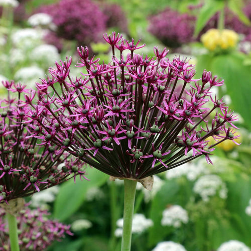 Alium atropurpureum Perennial Bedding