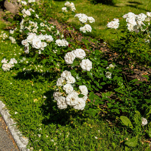 'White Cover®' Ground Cover Rose Shrubs