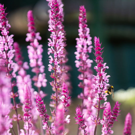 Salvia 'Caradonna Pink' Perennial Bedding