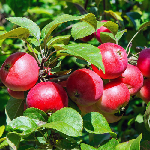 Patio Apple Tree | Malus 'Appletini' Trained Fruit Trees
