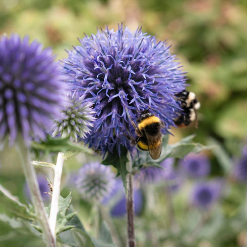 Globe Thistle | Echinops ritro Perennial Bedding