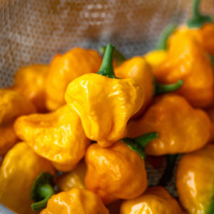 'Jamaican Yellow' Grafted Chilli Pepper Plant Vegetables