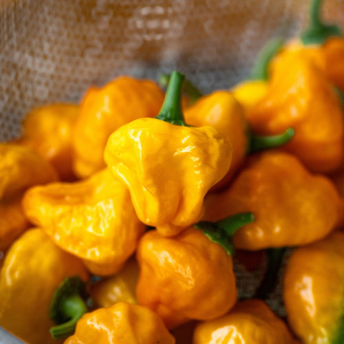 'Jamaican Yellow' Grafted Chilli Pepper Plant Vegetables