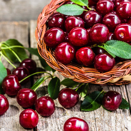 'Sunburst Improved' Patio Cherry Tree Fruit Trees