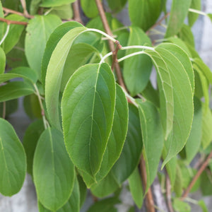 'Issai' Hardy Kiwi Plant Soft Fruit