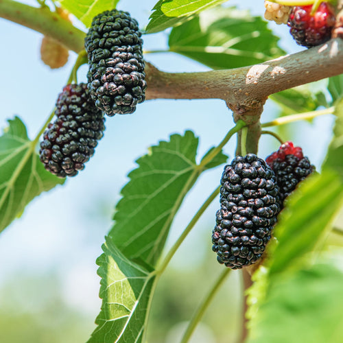 Black Mulberry Plant | Morus nigra Soft Fruit
