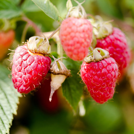 'Malling Jewel' Raspberry Plant Soft Fruit