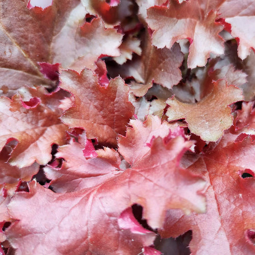 Heuchera 'Cherryberry' Perennial Bedding