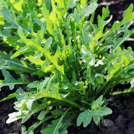 Wild Rocket Plants Vegetables
