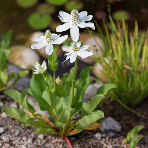 Apache Beads | Anemopsis californica Pond Plants