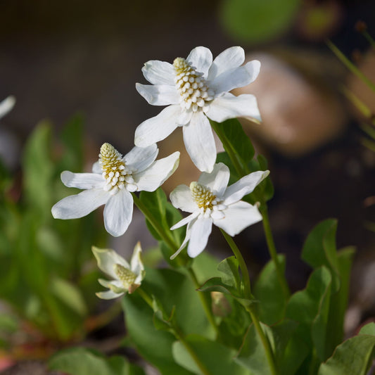 Apache Beads | Anemopsis californica Pond Plants