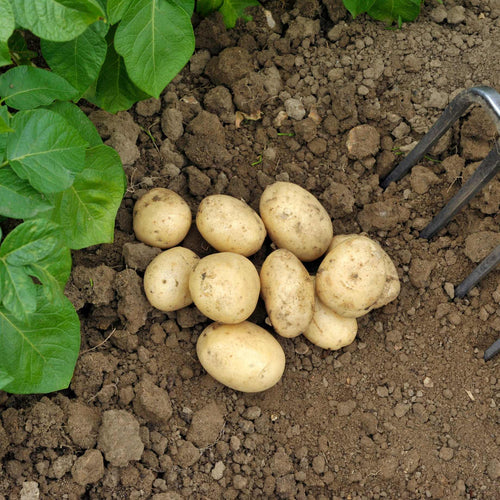 'Pentland Javelin' First Early Seed Potatoes Vegetables