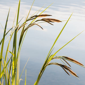 Slender-tufted Sedge | Carex acuta Pond Plants