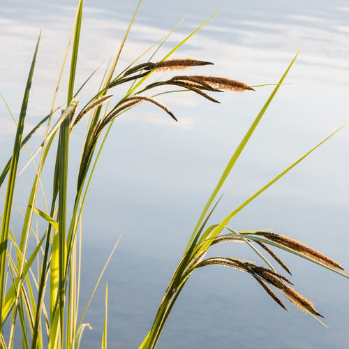 Slender-tufted Sedge | Carex acuta Pond Plants
