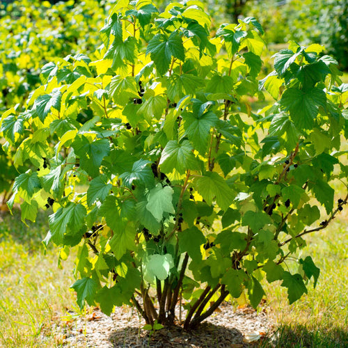 'Titania' Blackcurrant Bush Soft Fruit