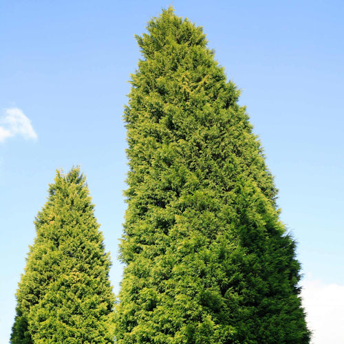Leyland Cypress | Cupressocyparis leylandii Ornamental Trees