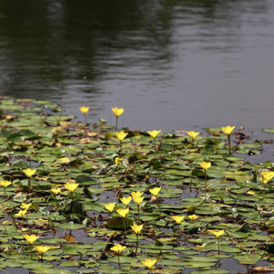 Yellow Floating Heart | Nymphoides peltata Pond Plants