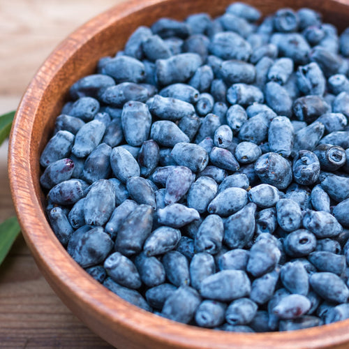 'Blue Velvet' Honeyberry Bush Soft Fruit