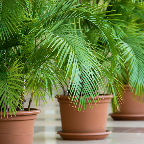Canary Island Date Palm | Phoenix canariensis Shrubs