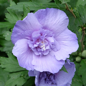 Patio Hibiscus Tree | Hibiscus syriacus 'Blue Chiffon'® Shrubs