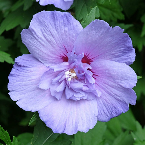 Patio Hibiscus Tree | Hibiscus syriacus 'Blue Chiffon'® Shrubs