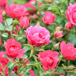 Pink Standard Rose | 'Flower Carpet Pink' Shrubs