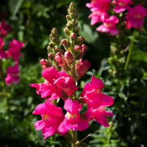 Antirrhinum 'Sonnet Rose' Perennial Bedding
