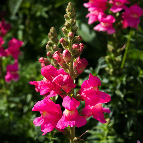 Antirrhinum 'Sonnet Rose' Perennial Bedding