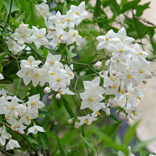 'Album' White Potato Vine | Solanum laxum Climbing Plants