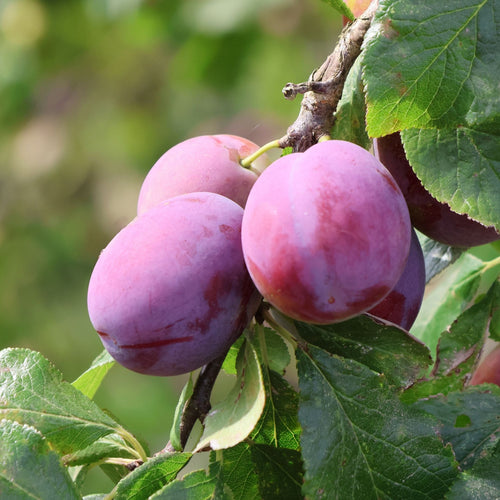 'Victoria Improved' Patio Plum Tree Fruit Trees