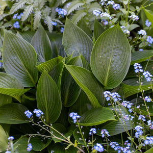 Hosta 'Devon Green' Perennial Bedding