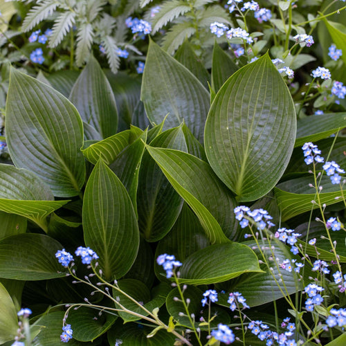 Hosta 'Devon Green' Perennial Bedding