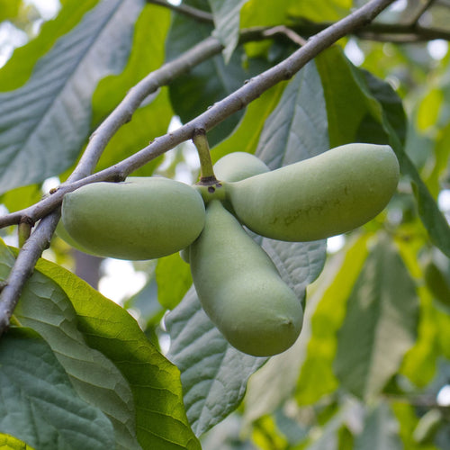 Paw-Paw Plant | Asimina triloba 'Sunflowers' Soft Fruit