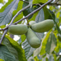 Paw-Paw Plant | Asimina triloba 'Sunflowers' Soft Fruit