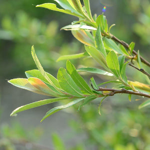 Pink Pussy Willow Tree | Salix gracilistyla 'Mount Aso' Ornamental Trees