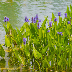 Pickerel Weed | Pontederia cordata Pond Plants