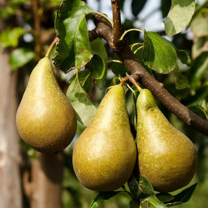 'Conference Improved' Patio Pear Tree Fruit Trees