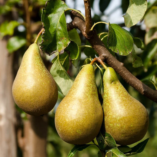 'Conference Improved' Patio Pear Tree Fruit Trees