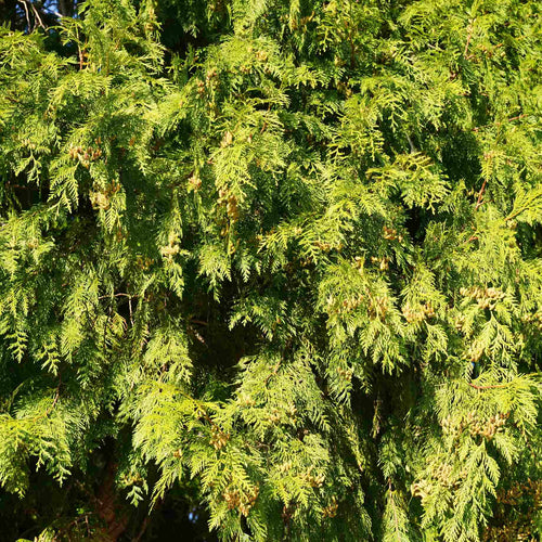 Western Red Cedar | Thuja plicata 'Atrovirens' Shrubs
