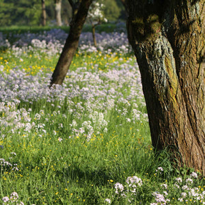 Cuckoo Flower | Cardamine pratensis Pond Plants