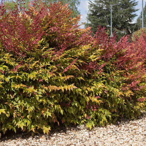 Heavenly Bamboo | Nandina domestica 'Obsessed' Shrubs