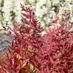 Heavenly Bamboo | Nandina domestica 'Obsessed' Shrubs