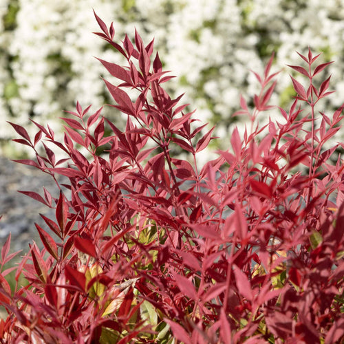 Heavenly Bamboo | Nandina domestica 'Obsessed' Shrubs