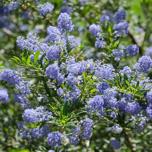 Ceanothus 'Concha' Climbing Plants