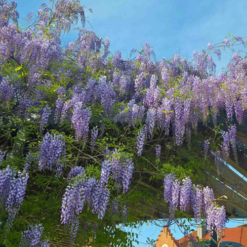 Wisteria sinensis 'Amethyst' Climbing Plants