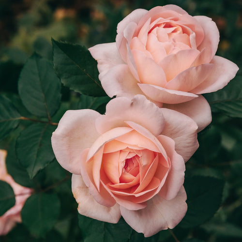 'Clair Renaissance®' Shrub Rose Shrubs