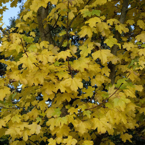 Field Maple Tree | Acer campestre Ornamental Trees