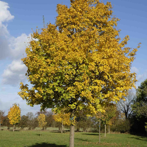 Field Maple Tree | Acer campestre Ornamental Trees